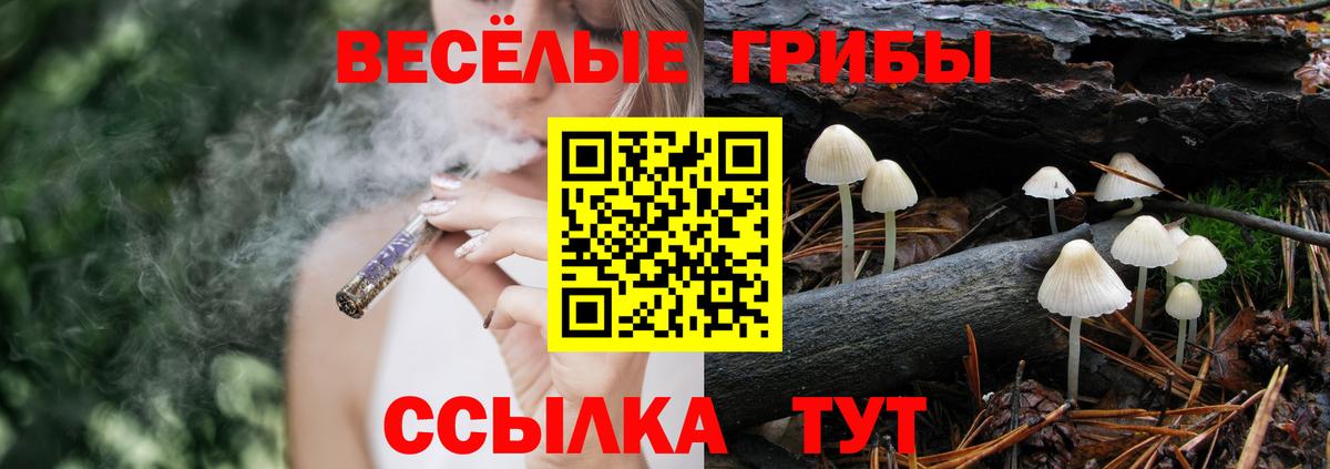 Псилоцибиновые грибы Cubensis Новоалександровск